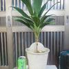 観葉植物  各100円