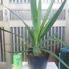 観葉植物  各100円