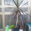 観葉植物  各100円