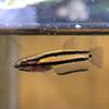 ワイルドベタ　マクロストマ稚魚